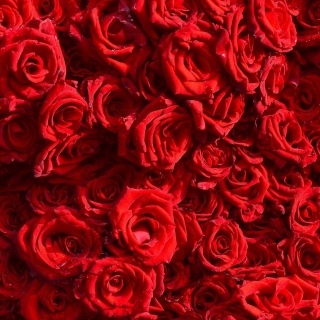 Roses flowering plant - Obrázkek zdarma pro iPad mini