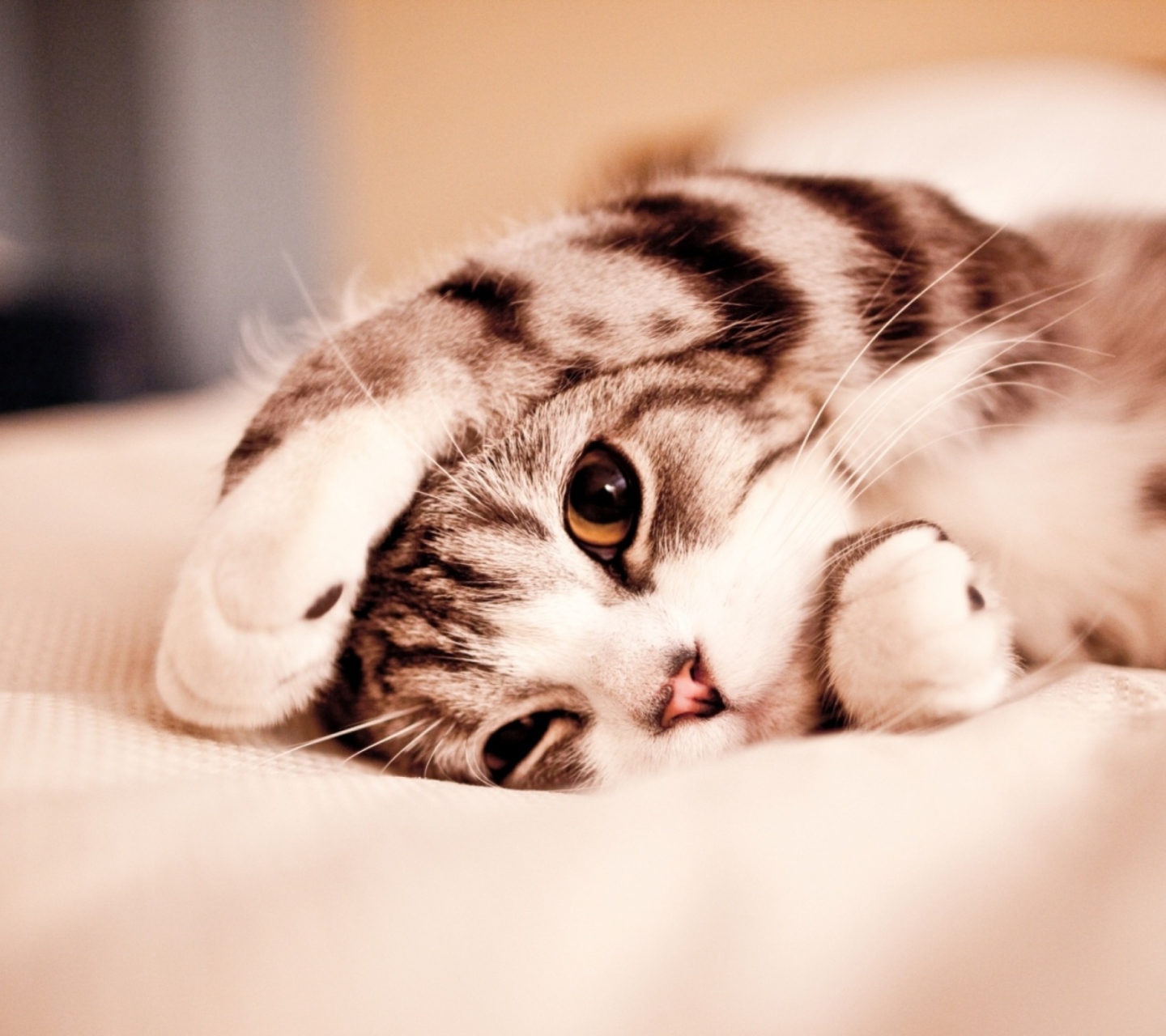 Fondo de pantalla Cute Kitten 1440x1280