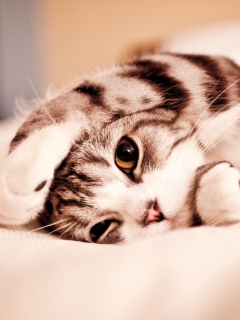 Cute Kitten wallpaper 240x320