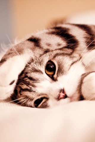 Fondo de pantalla Cute Kitten 320x480