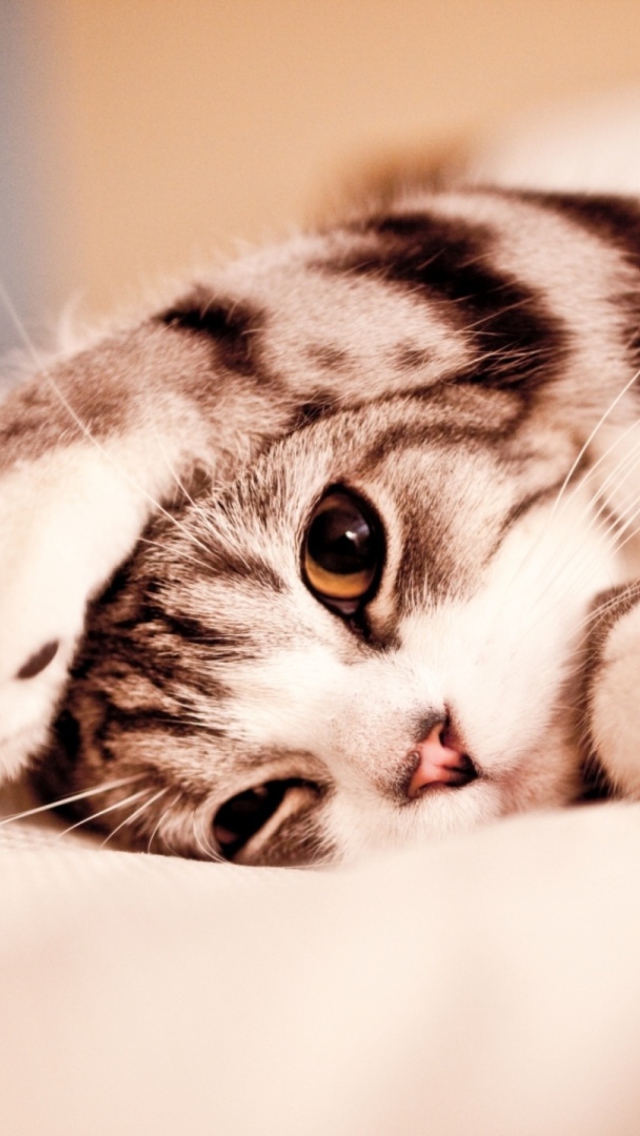 Fondo de pantalla Cute Kitten 640x1136