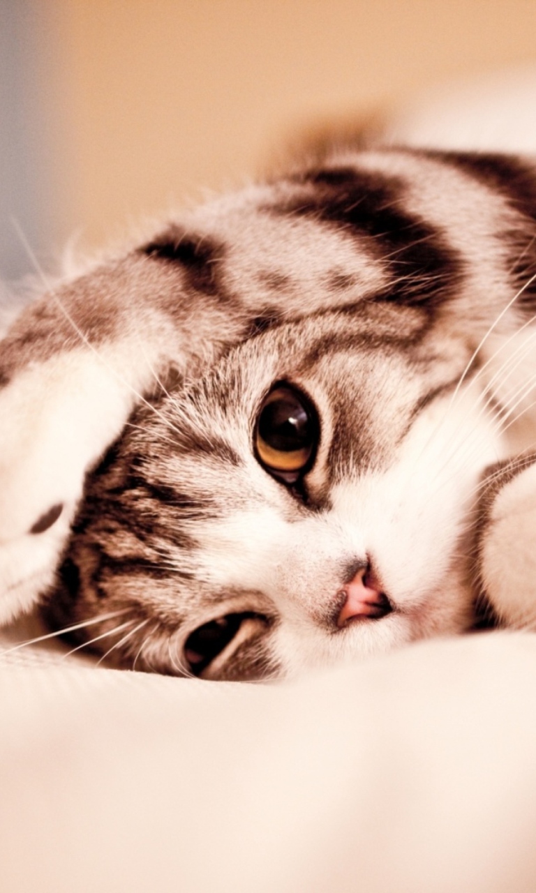 Das Cute Kitten Wallpaper 768x1280