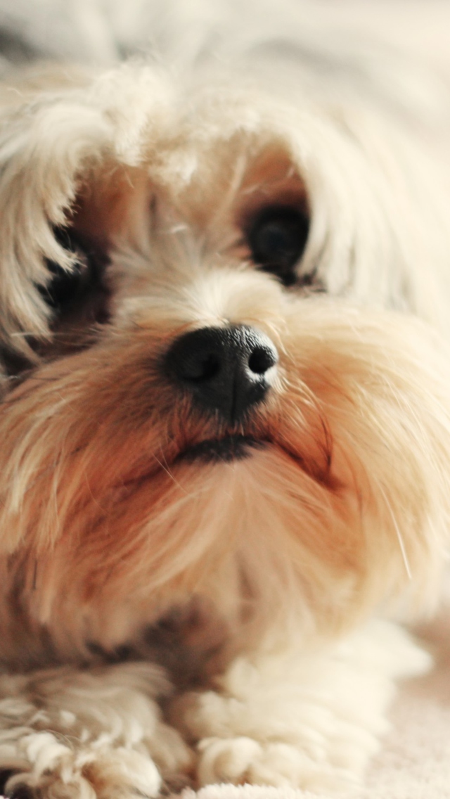 Fluffy Puppy wallpaper 640x1136