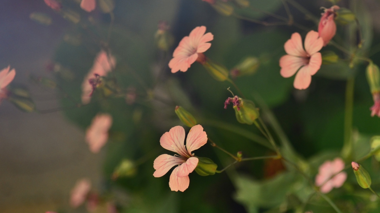 Pink Flowers screenshot #1 1280x720