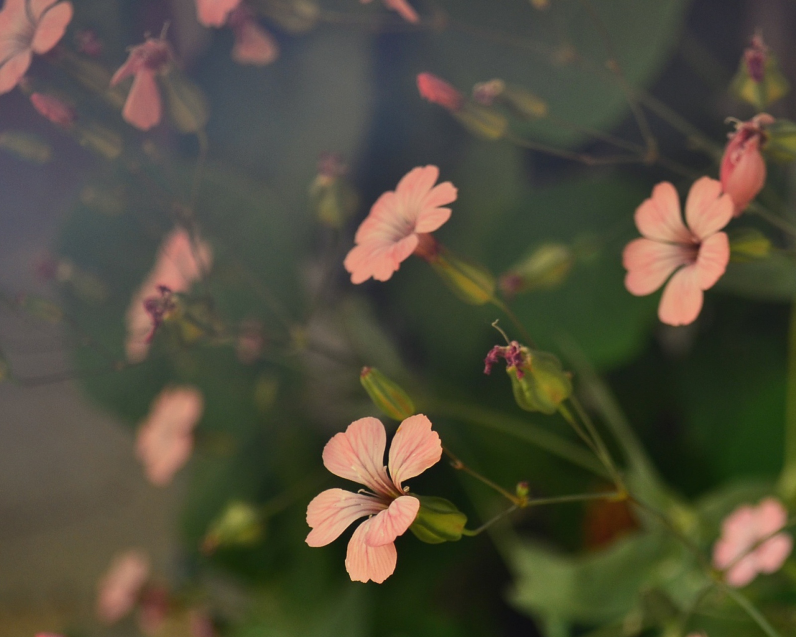 Pink Flowers screenshot #1 1600x1280
