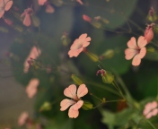 Screenshot №1 pro téma Pink Flowers 176x144
