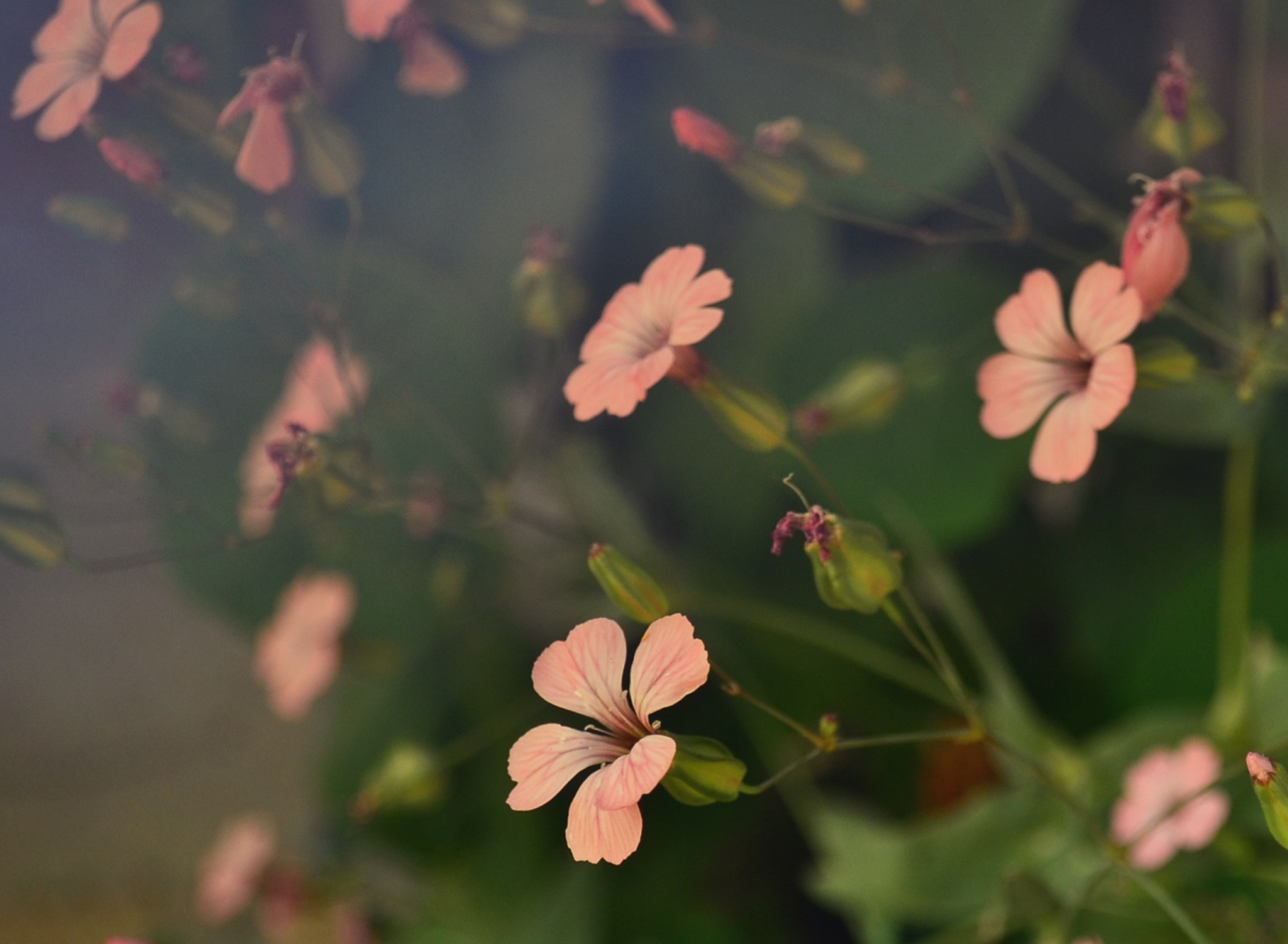 Pink Flowers screenshot #1 1920x1408