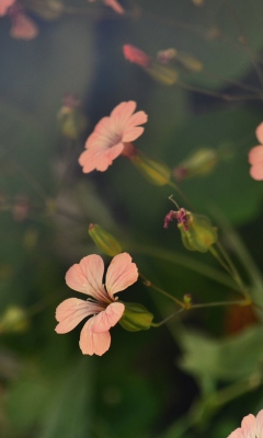 Pink Flowers screenshot #1 240x400