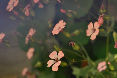 Fondo de pantalla Pink Flowers 480x320