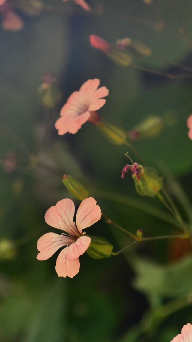 Fondo de pantalla Pink Flowers 640x1136