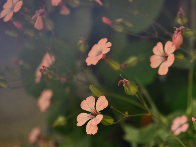 Screenshot №1 pro téma Pink Flowers 640x480
