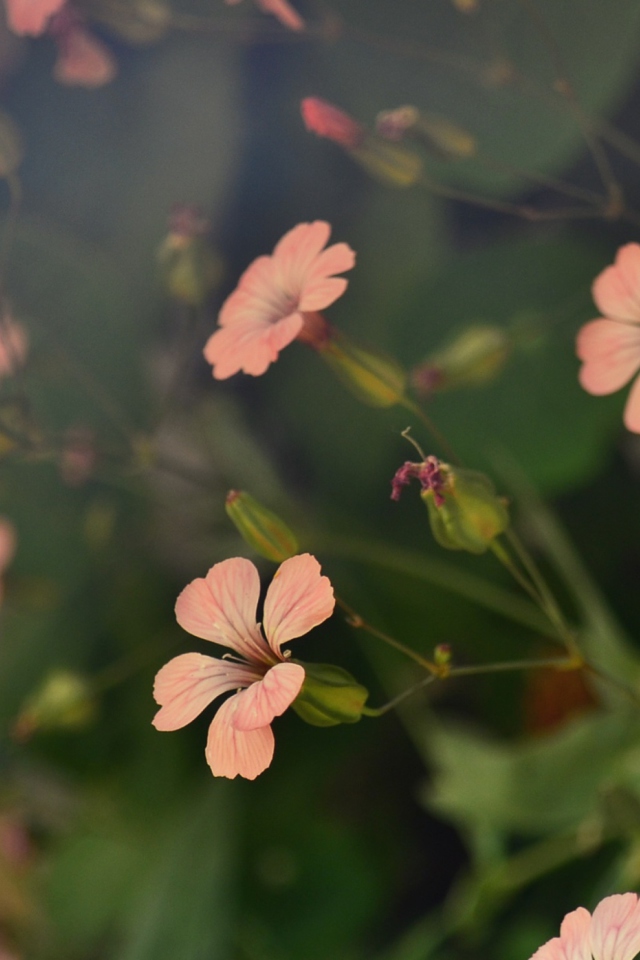 Das Pink Flowers Wallpaper 640x960