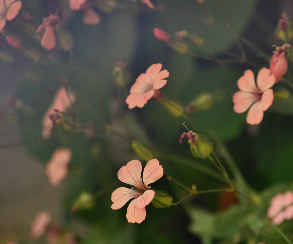 Fondo de pantalla Pink Flowers 960x800