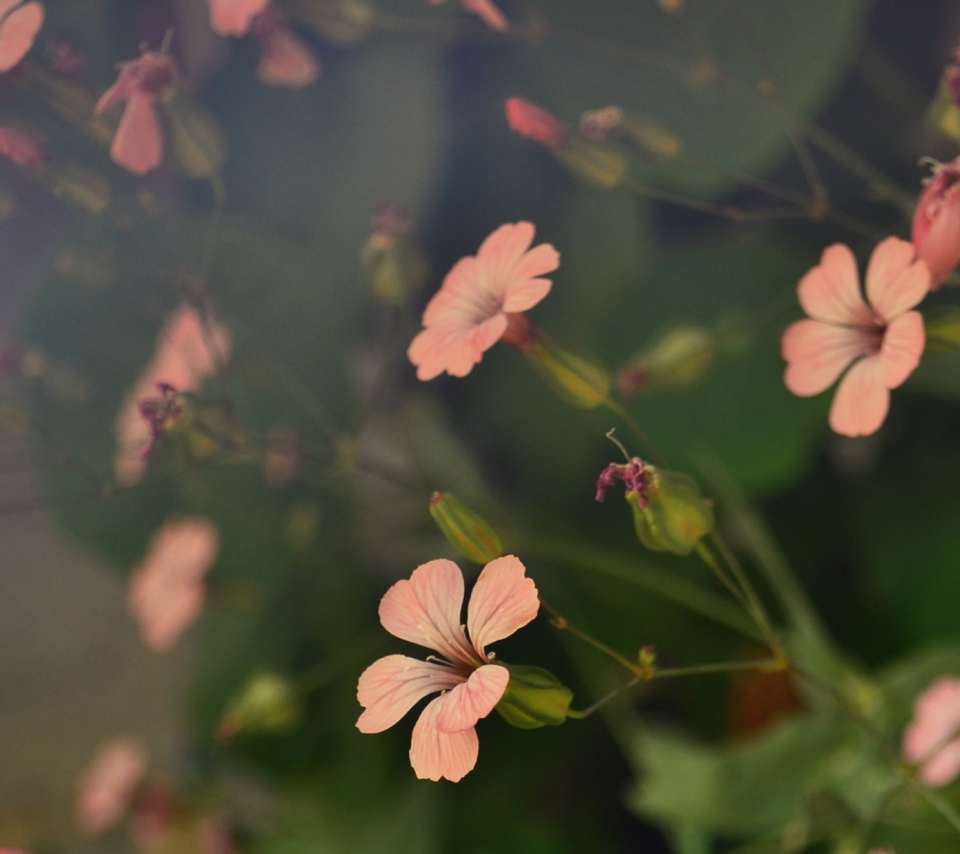 Screenshot №1 pro téma Pink Flowers 960x854