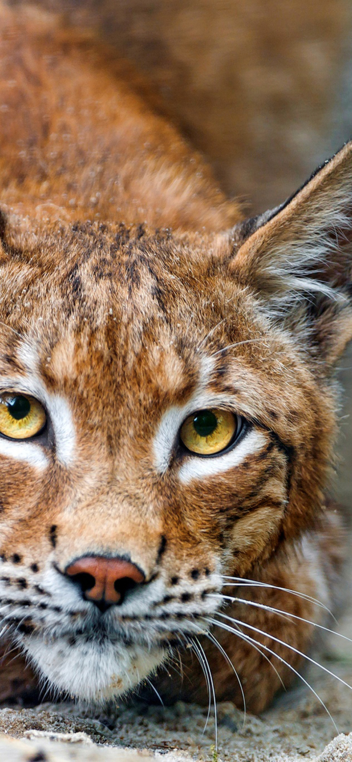 The Lynx hands art autumn leaves human face eyes lynx HD wallpaper   Peakpx