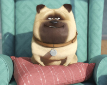 Screenshot №1 pro téma The Secret Life of Pets 220x176