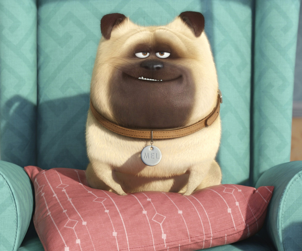 Sfondi The Secret Life of Pets 960x800