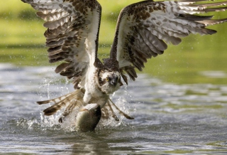 Free Sea Hawk Picture for Android, iPhone and iPad