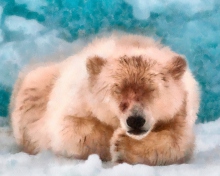 Das Sleeping Polar Bear Wallpaper 220x176