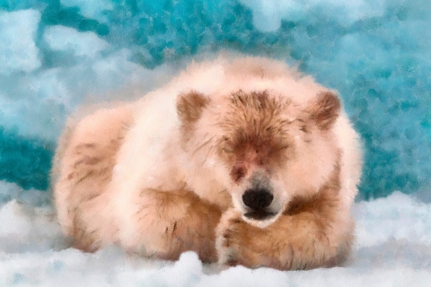 Sleeping Polar Bear wallpaper 480x320