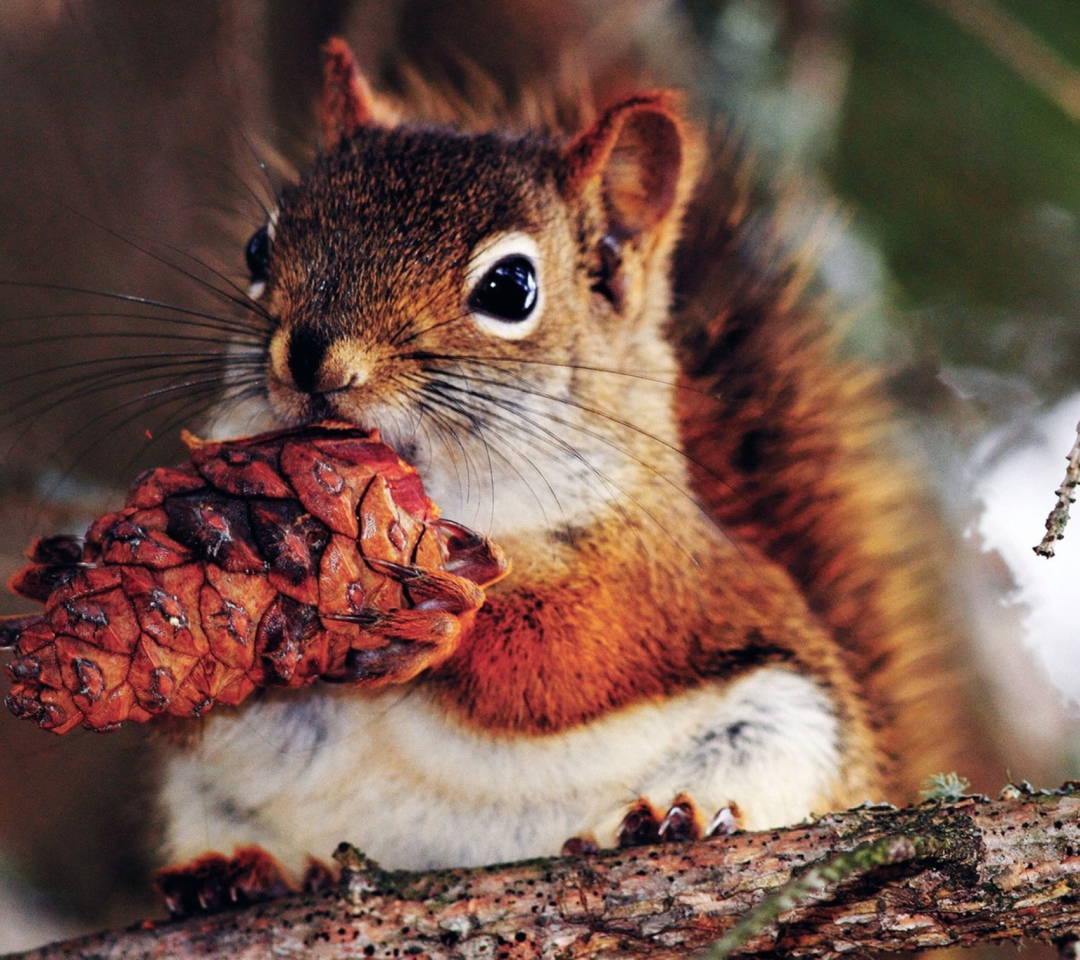 Das Squirrel And Cone Wallpaper 1080x960