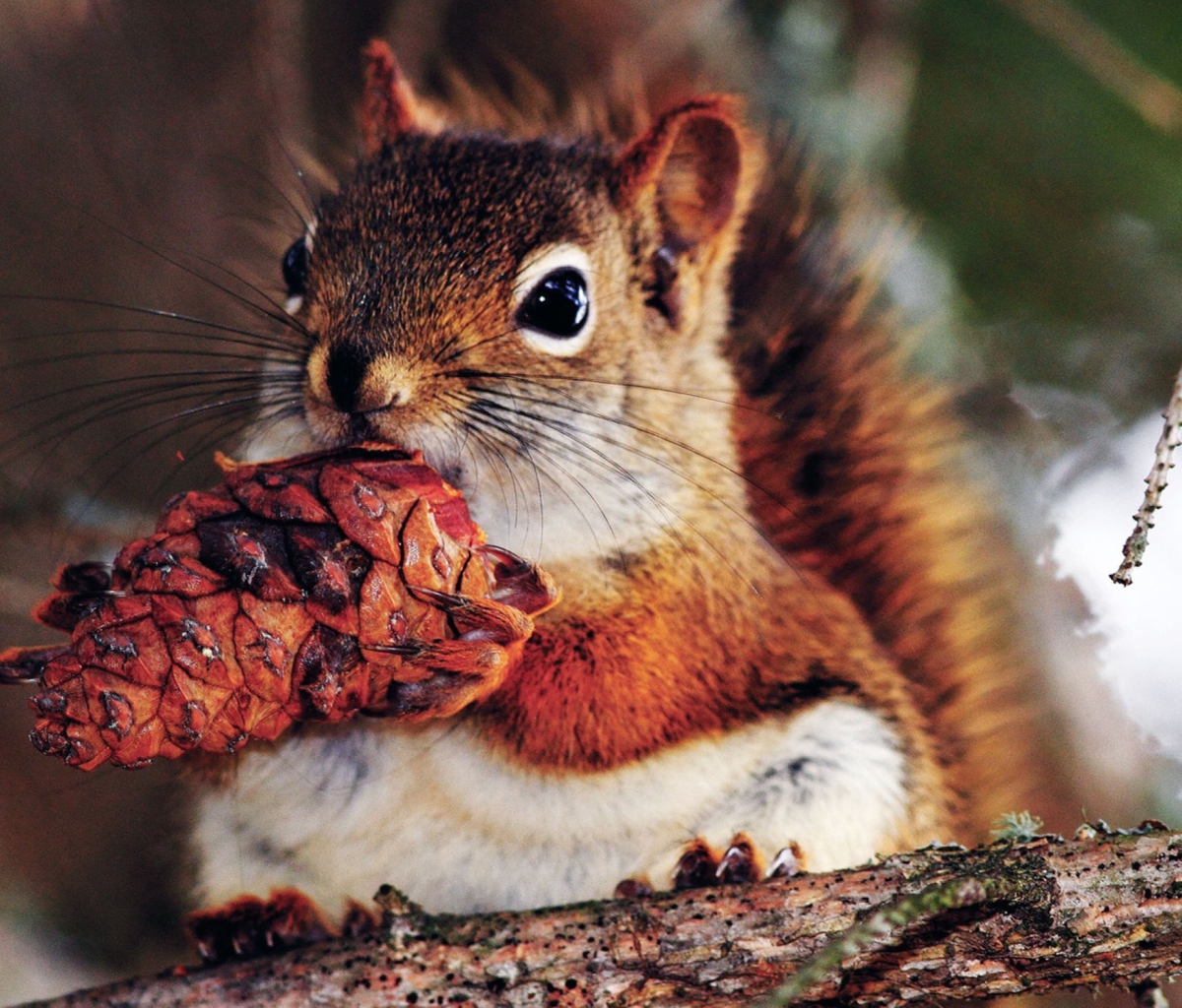Обои Squirrel And Cone 1200x1024