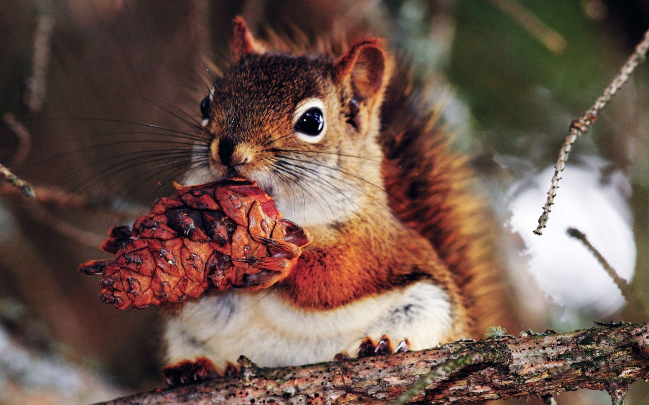 Обои Squirrel And Cone 1280x800