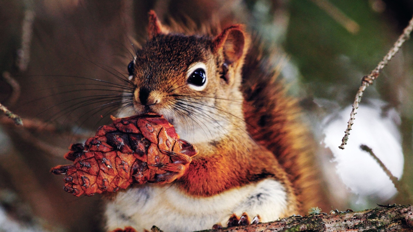 Squirrel And Cone wallpaper 1366x768