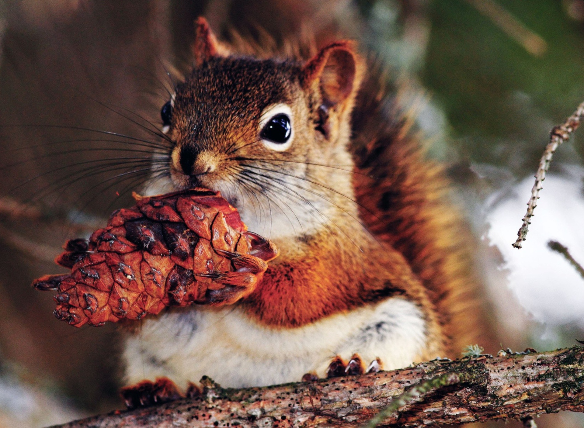 Обои Squirrel And Cone 1920x1408