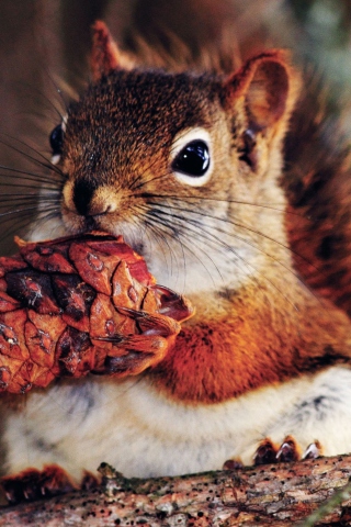 Squirrel And Cone wallpaper 320x480