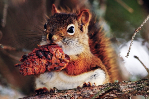 Das Squirrel And Cone Wallpaper 480x320
