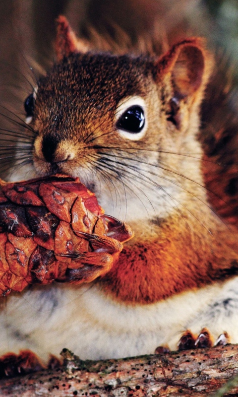 Das Squirrel And Cone Wallpaper 480x800