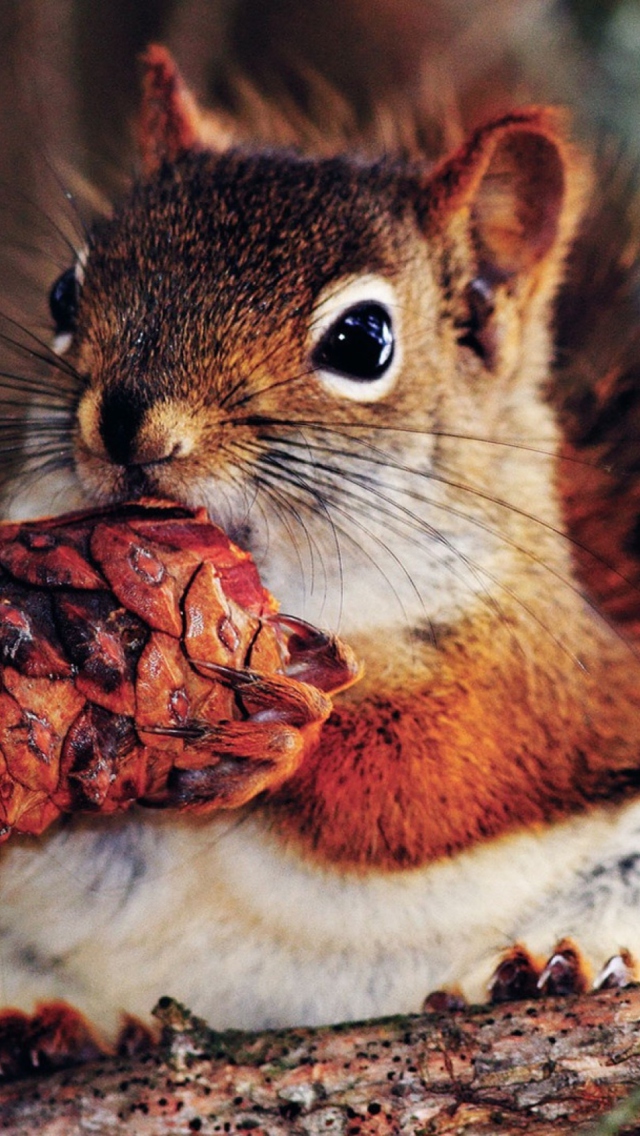 Squirrel And Cone wallpaper 640x1136