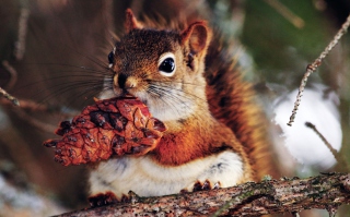 Squirrel And Cone Picture for Android, iPhone and iPad