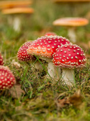 Das Amanita mushrooms Wallpaper 132x176