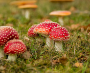 Обои Amanita mushrooms 176x144