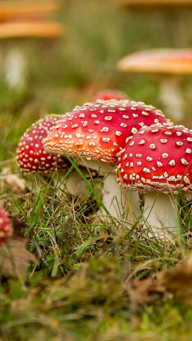 Обои Amanita mushrooms 640x1136