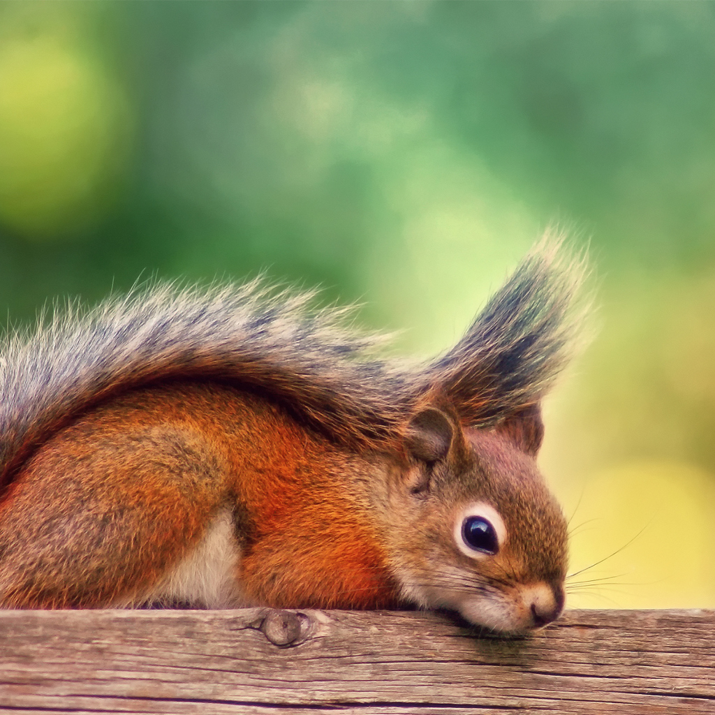 Little Squirrel wallpaper 1024x1024