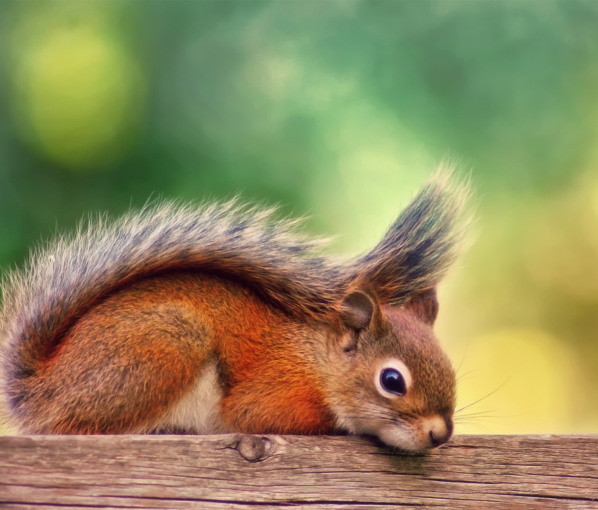 Das Little Squirrel Wallpaper 1200x1024