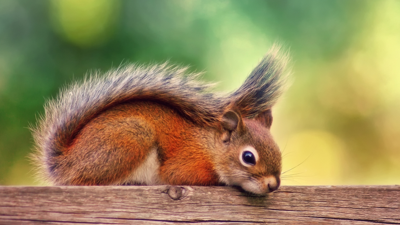 Fondo de pantalla Little Squirrel 1280x720