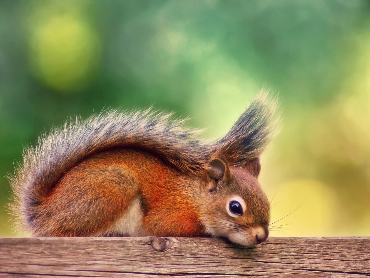 Fondo de pantalla Little Squirrel 1280x960