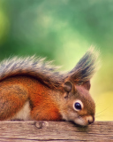 Fondo de pantalla Little Squirrel 128x160