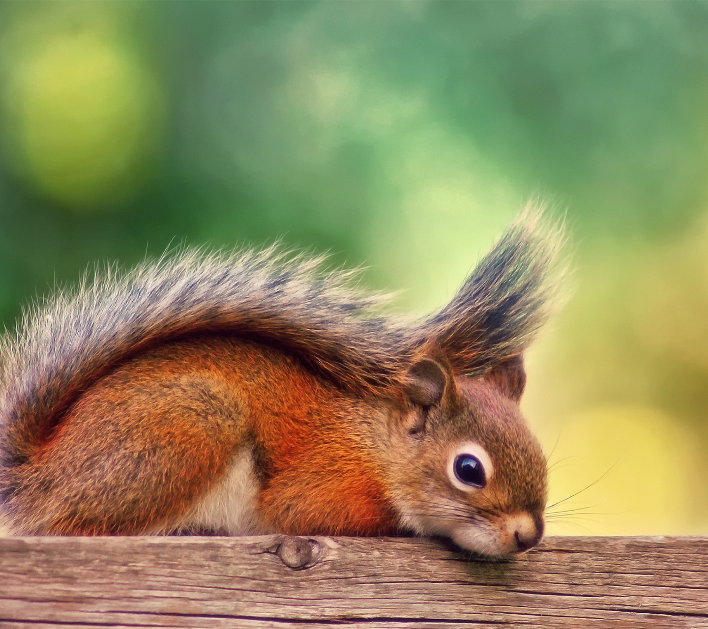 Das Little Squirrel Wallpaper 1440x1280