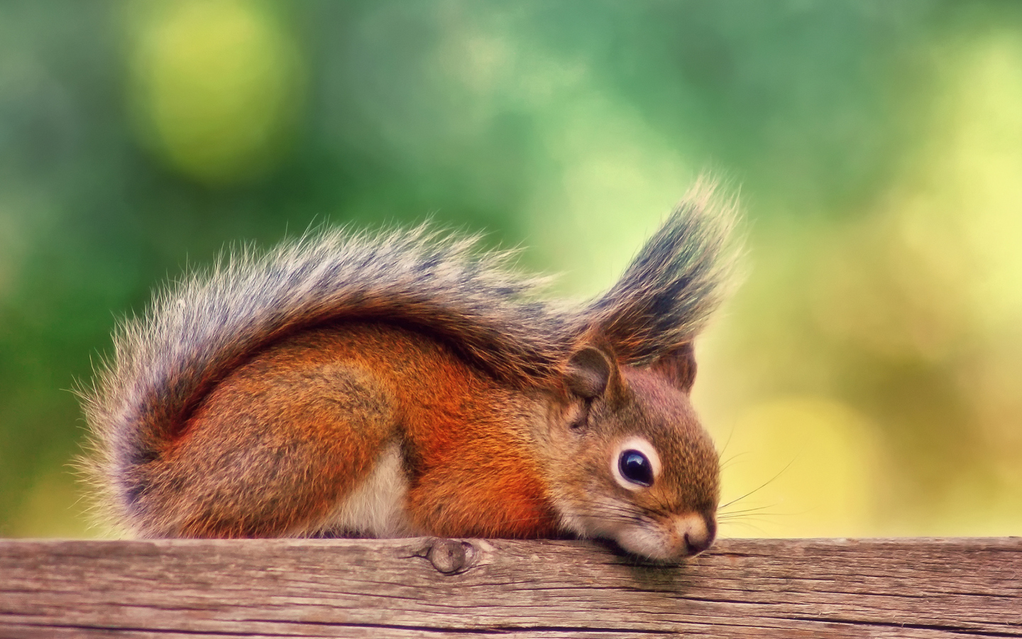 Screenshot №1 pro téma Little Squirrel 1440x900