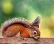 Little Squirrel wallpaper 176x144