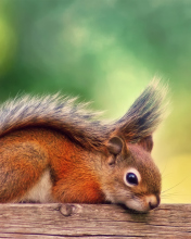 Das Little Squirrel Wallpaper 176x220