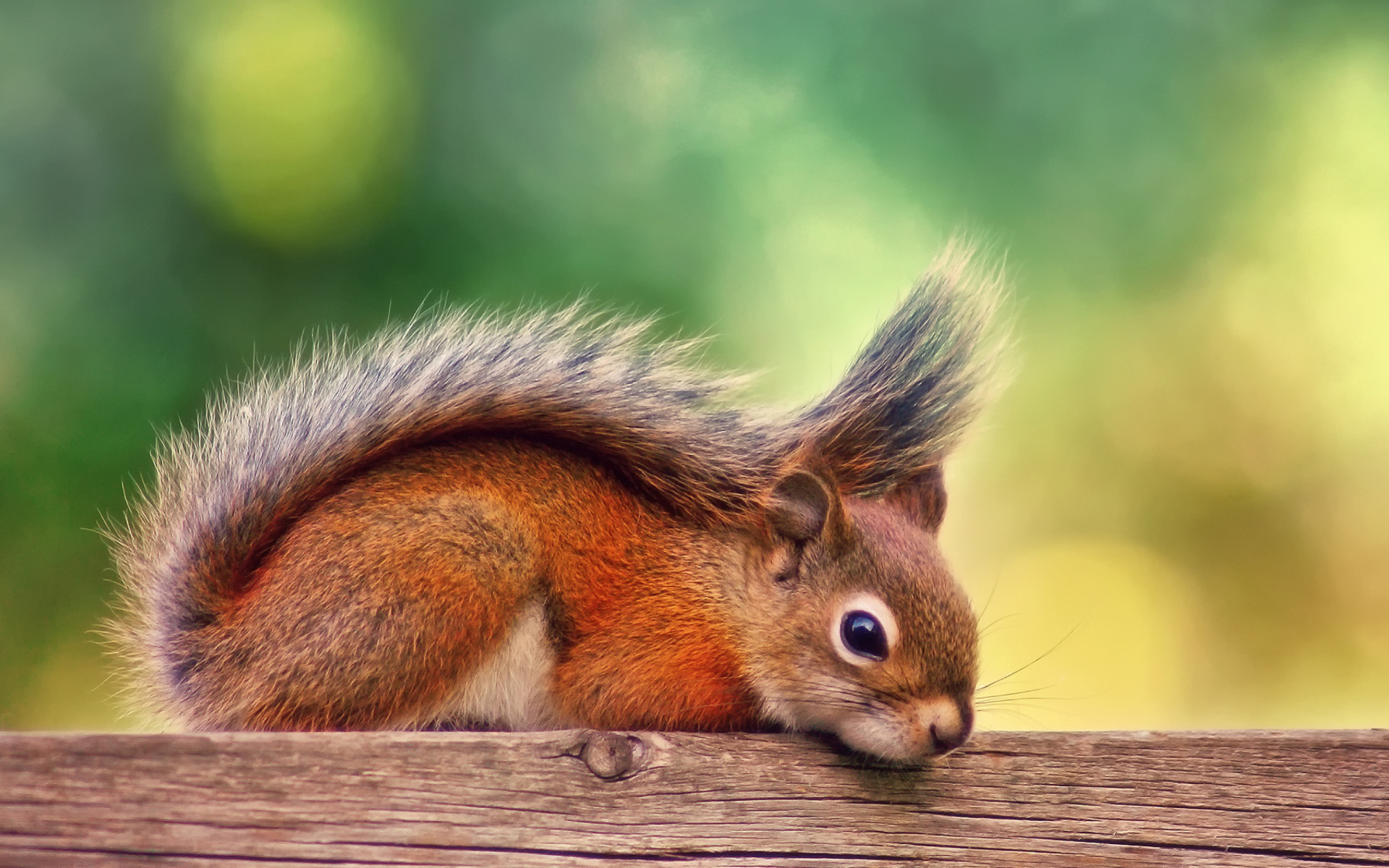 Little Squirrel screenshot #1 1920x1200