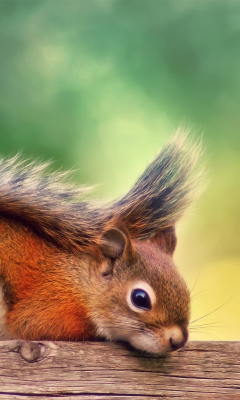 Sfondi Little Squirrel 240x400