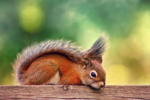 Fondo de pantalla Little Squirrel 480x320