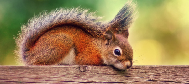 Das Little Squirrel Wallpaper 720x320